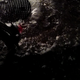 １０日ほど前の…の画像