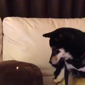 雪動画。の画像