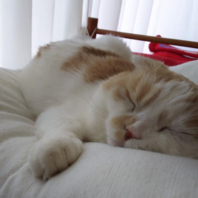 6/5 お昼寝をお邪魔虫。～動画～の画像