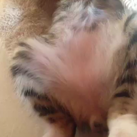 寝姿の動画です(=^ェ^=)の画像