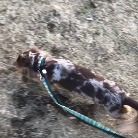 ♪お散歩動画♪代々木公園♪②の画像