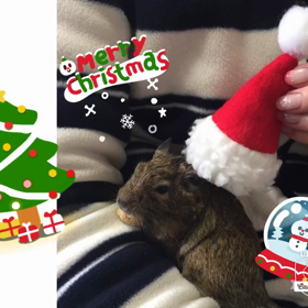 ぐり君サンタさん(ᵔᴥᵔ)の画像