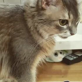 ハンドスピナ-と猫の画像