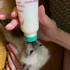 乳飲み子の画像