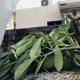 台風が過ぎ去り、後片付けへの画像