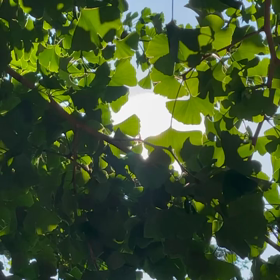 「晴れた日には釣竿持って」の画像