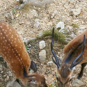 事故のトラウマ解消の画像