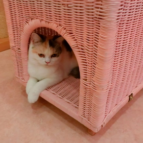 猫カフェムービー17  マリーナホップの画像