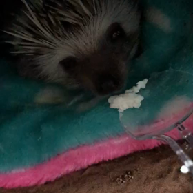 カッテージチーズの画像