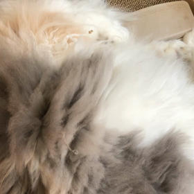 またたびに夢中なうちのスコの画像