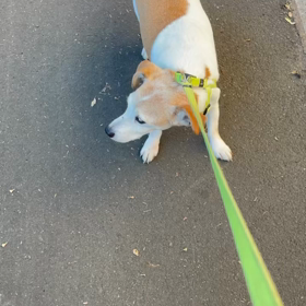 馬ににんじんの画像