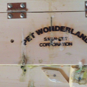 コザクラインコの画像