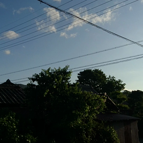 カッコウの画像