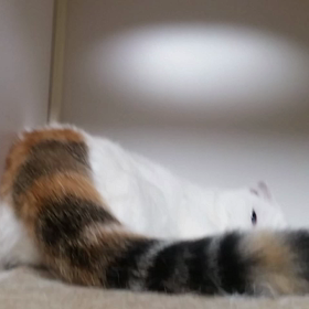 し っぽふりふりの画像