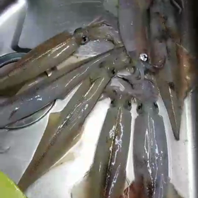 ヤリイカがいる模様。の画像