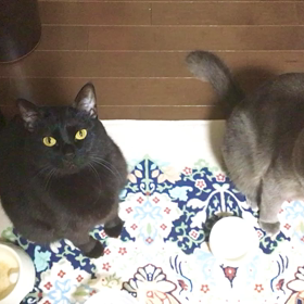 ゴハンをください！！の画像