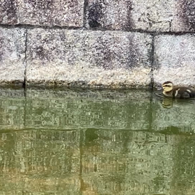 今朝の風景【2022年8月9日】〜カルガモ雛〜の画像
