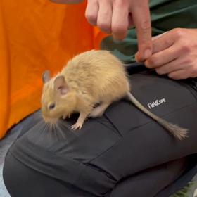 動物プロダクションの日常。の画像