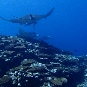 石垣島マンタ！海人石垣島の画像