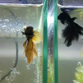 こんばんは〜の画像