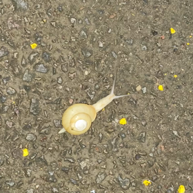 カタツムリ〜の画像