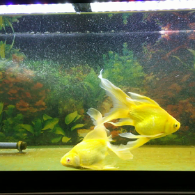 二匹になったアルビノオーロラとキラキラ。の画像