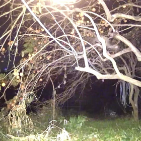 すぎぴたんの事件簿シーズン3　90話（身軽な動きのハクビシン）の画像