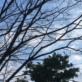 ヒヨドリのさえずりの画像