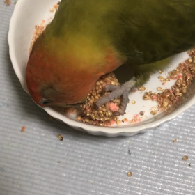 ライタリアンレイキⅢの画像