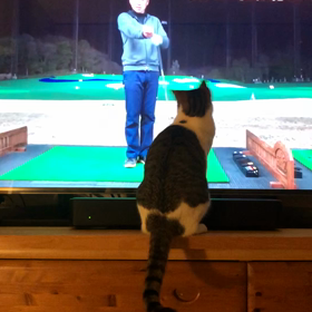 ゴルフの勉強の邪魔をするネコ様の画像