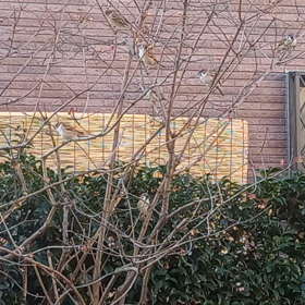 スズメ来訪と初詣の画像