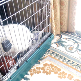 春は発情の季節！の画像