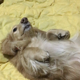 「ぶぅ」の画像