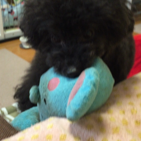 ふみふみの画像