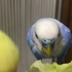 レタスパリパリ動画の画像