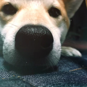 あるばむ。の画像