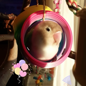 おめでとうございます。の画像