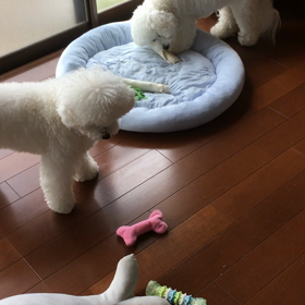 ぷれぜんと（ほね）の画像