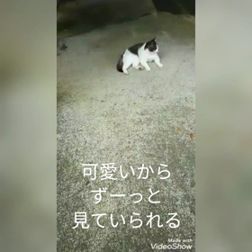 今日はインゲン豆の日の画像