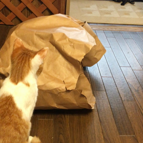 被害者はなな様の画像