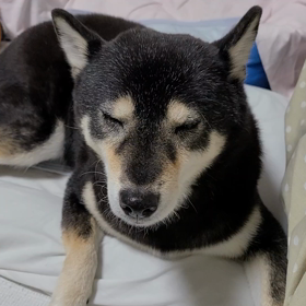 眠いけど、眠りたくない柴犬の画像