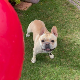 ぶーちゃの誕生日の画像