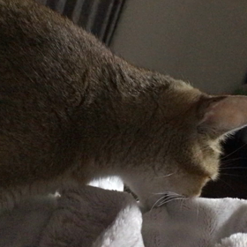 抜糸しましたの画像