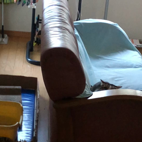 恥ですが、トルコ10年の苦…死んで早くいけない。の画像