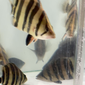 販売魚！ハイパーイエロー ショートボディ！の画像