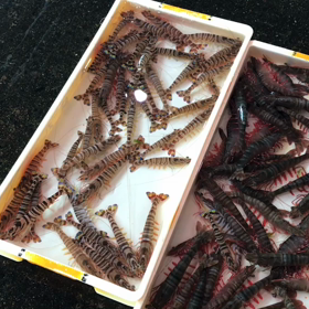 豊浜朝市の様子！少なく高目！の画像