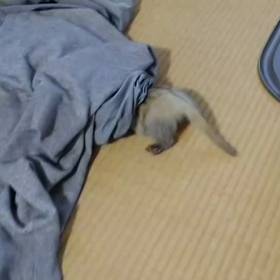 見てるとやめちゃうんだよなぁ 2022/2/13の画像