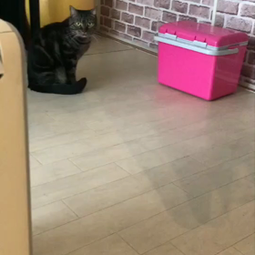 仔猫のその後の画像