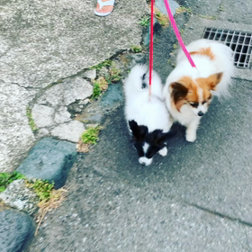 一緒に散歩の画像