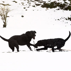 雪遊び  朝倉氏遺跡の画像